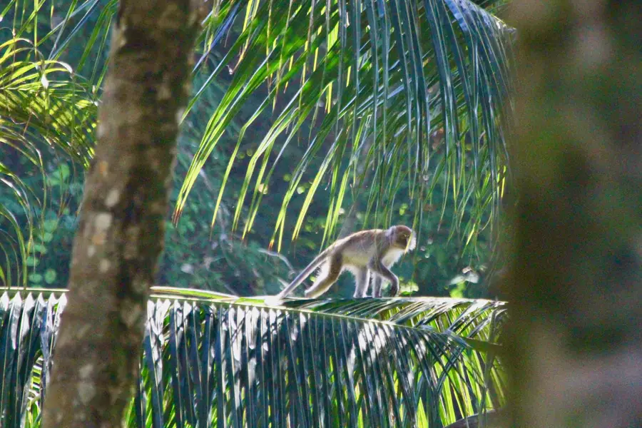 Recife na mare baixa